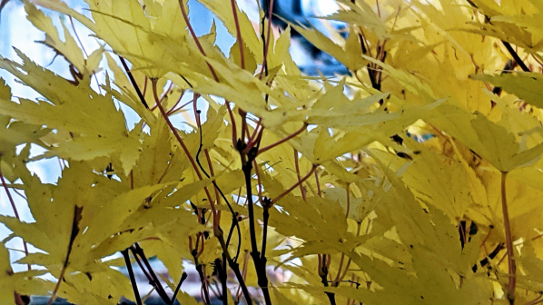 a close up of leaves, shining in the sun.